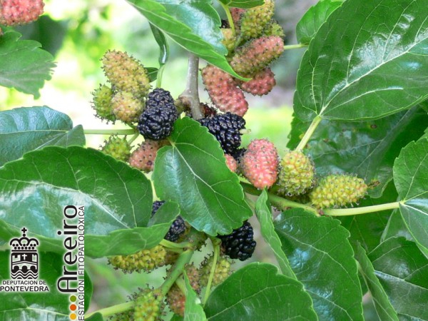 Mora Negra - Black Mulberry - Amora Negra (Morus nigra) >> Mora Negra (Morus nigra) - Fruto en el arbol_3.jpg